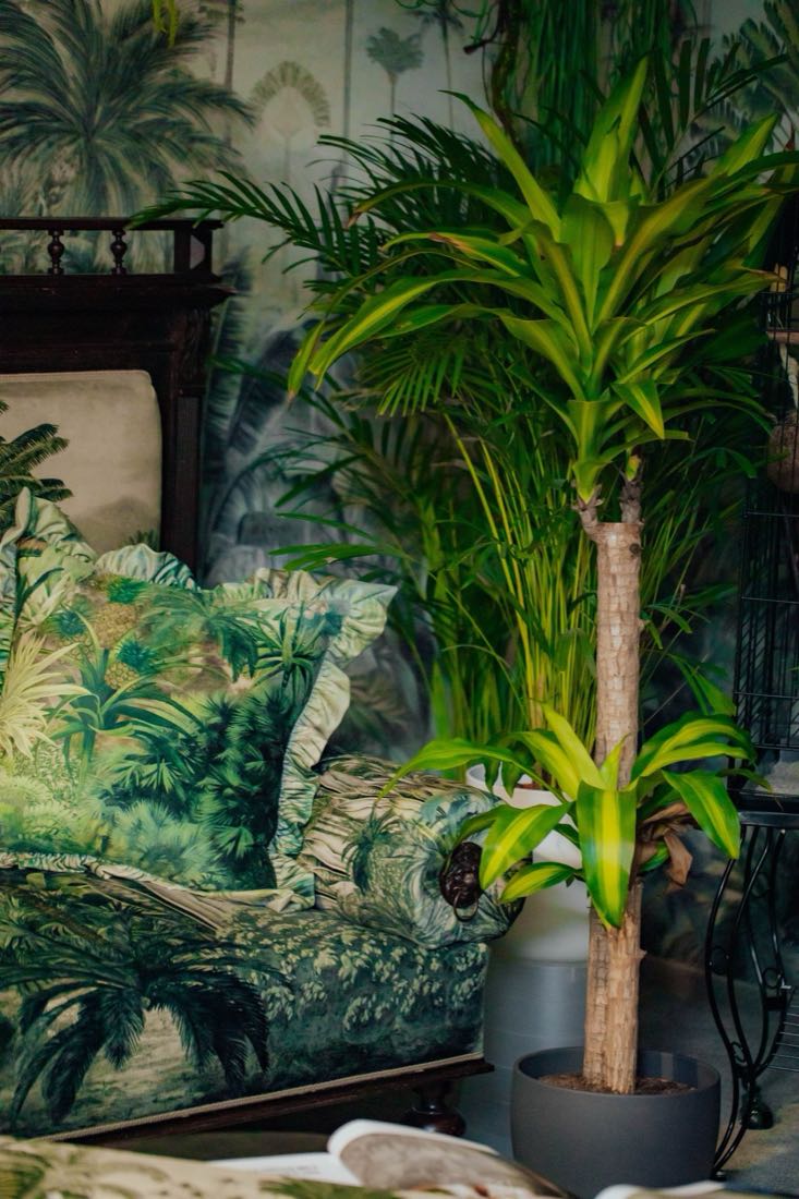 Dracaena și areca lângă o canapea, amenajare PALMIER SHOP