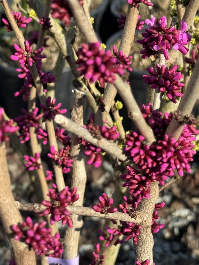 Arbore de Iuda, Cercis, înflorit roz-purpuriu pe ramuri