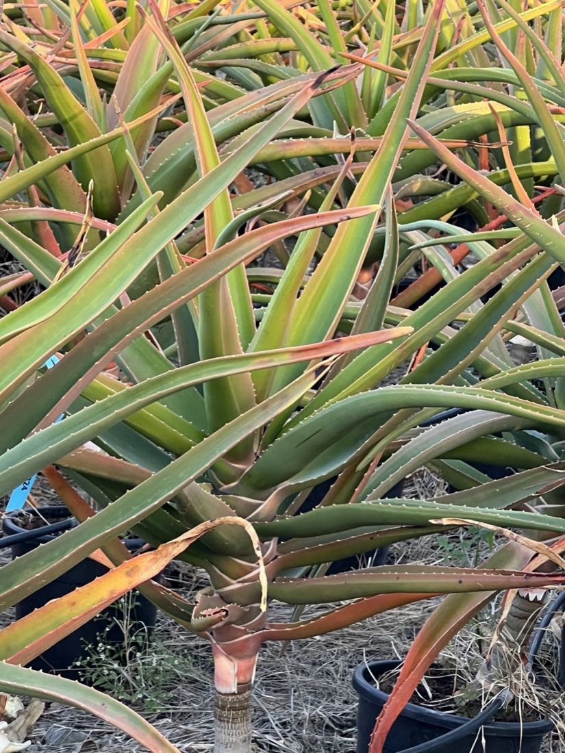 Aloe cu frunze cărnoase, colorate în verde și roșu