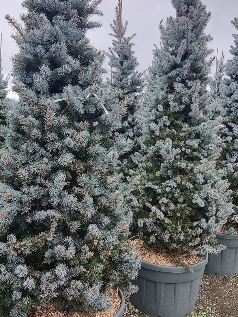 Molizi argintii în ghivece mari, gata de plantare
