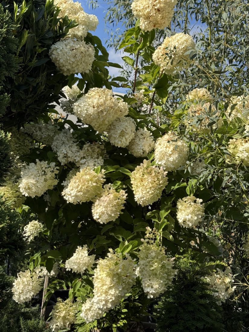 Hortensie Hydrangea paniculata cu flori albe abundente