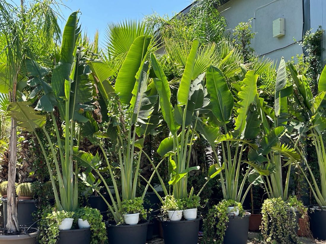 Șir de plante tropicale în vase, în showroomul PALMIER SHOP