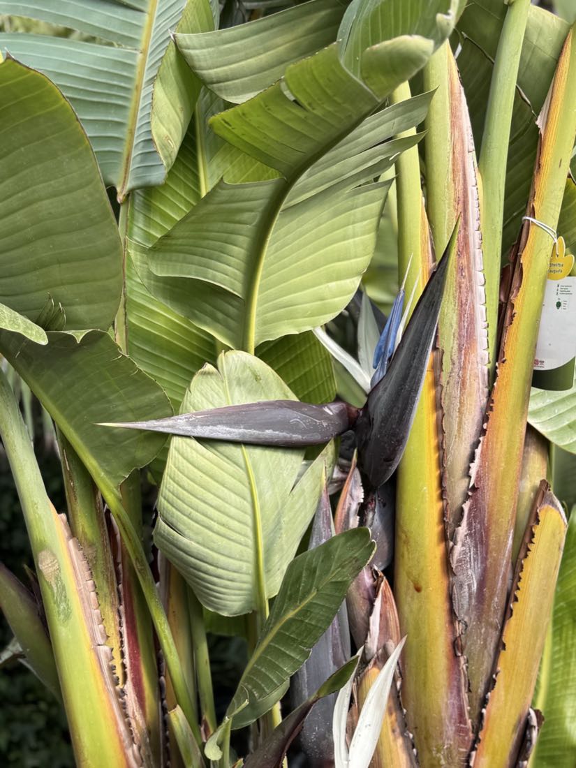 Frunze mari de Strelitzia nicolai, pasărea paradisului