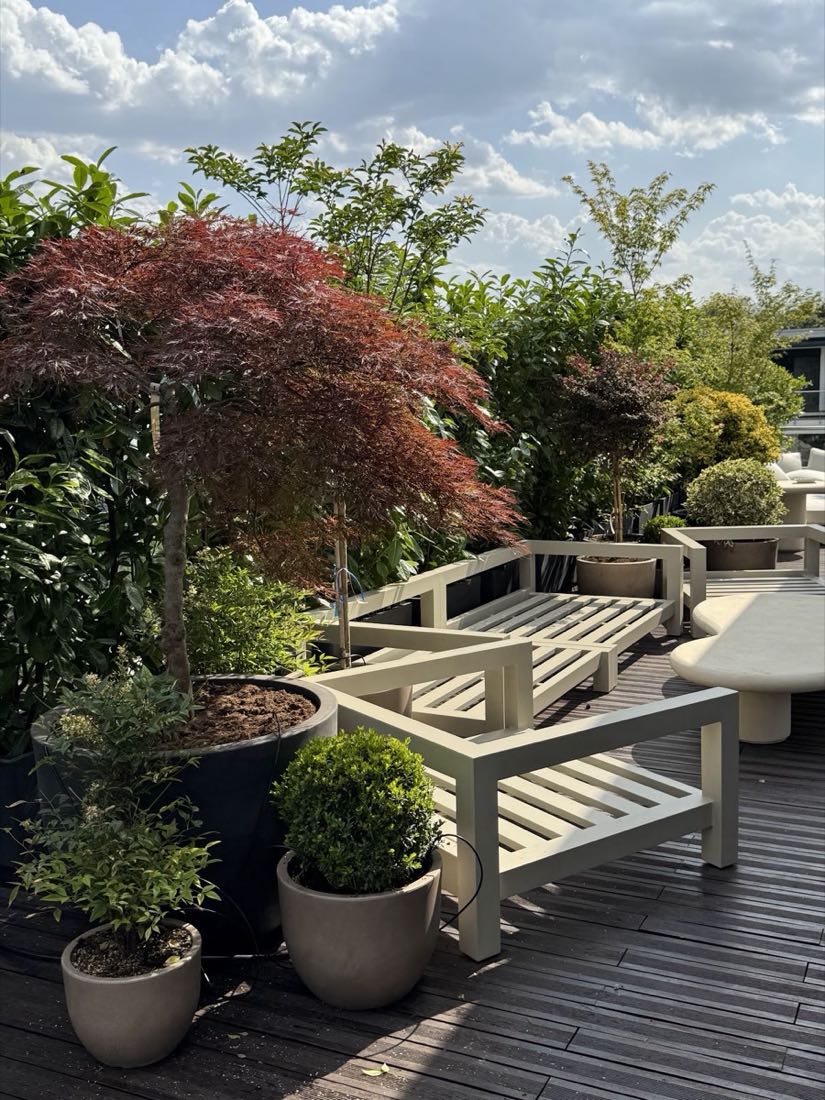 Terasă amenajată cu arțar japonez roșu, buxus și plante în ghivece